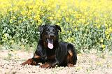 BEAUCERON 948